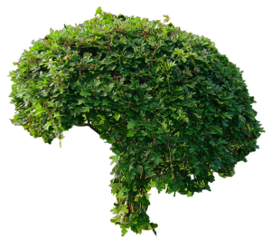 Bush PNG image-7222